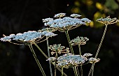 Heracleum Mantegazzianum  Hogweed