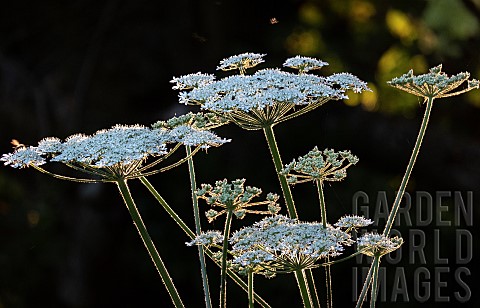 Heracleum_Mantegazzianum__Hogweed