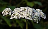 Anthiscus Sylvestris, Cow Parsley