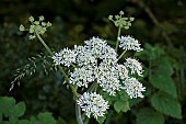 Anthiscus Sylvestris, Cow Parsley