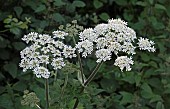 Wild Flower, Anthriscus sylvestris, known as cow parsley a herbaceous biennial or short-lived perennial plant in the family Apiaceae.