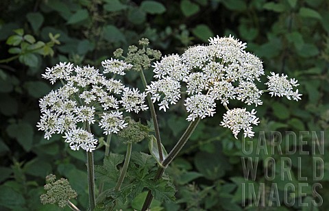 Wild_Flower_Anthriscus_sylvestris_known_as_cow_parsley_a_herbaceous_biennial_or_shortlived_perennial