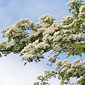 Crataegus Laevigata Hawthorn Quickthorn