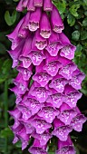 Digitalis Purpurea Dalmatian Purple, Common Foxglove