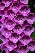 Digitalis Purpurea Common Dalmatian Purple Foxglove