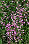 Silene Dioicia Syn Melandrium rubrum  Red Campion