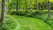 Light woodland with grass mown broad walks in late spring