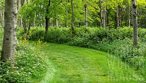 Light_woodland_with_grass_mown_broad_walks_in_late_spring