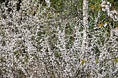 Prunus Spinosa, common name Blackthorn