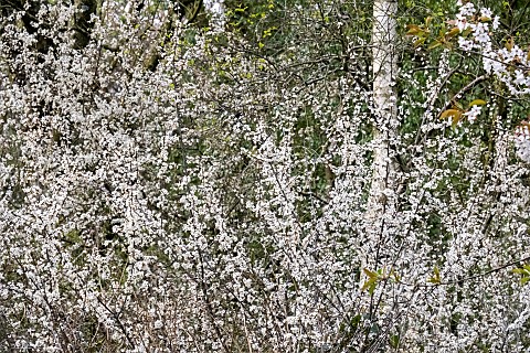 Prunus_Spinosa_common_name_Blackthorn
