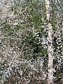 Prunus Spinosa,  Common Blackthorn