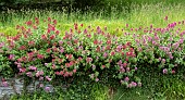 Centranthus Ruber, Valerian, Spur valerian, Kss-me-quick, Foxs brush, Devils beard and Jupiters beard,