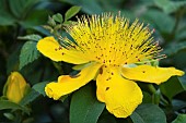 Hypericum St Johns Wort