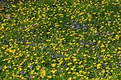 Ficaria verna common name lesser Celandine