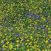 Ficaria verna common name lesser Celandine with Dog Violets