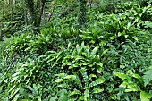 Asplenium scolopendrium common Harts Tongue Fern