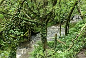 River valley lush wild shade loving wild plants with common Wild Fern and Ivy