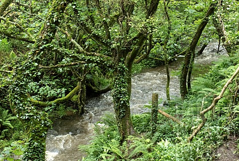 River_valley_lush_wild_shade_loving_wild_plants_with_common_Wild_Fern_and_Ivy