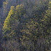 New Growth as trees come to life in early Spring