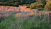 Molinia Caerulea  Purple Moor