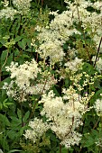 Filipendula ulmaria - Meadowsweet