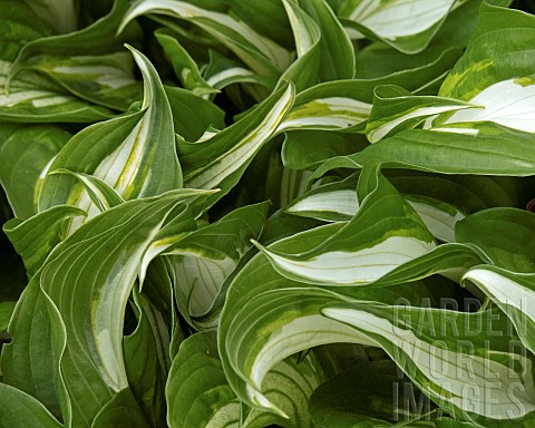 Curly_leafed_variegated_Hosta_Plantain_Lily