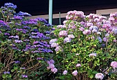 Hydrangea Macrophylla Hortensia