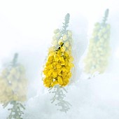 Ulex Europaeus - common Gorse