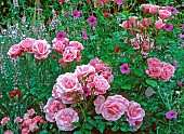 Rosa Bonica