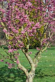 Prunus Kanzan Ornamental Cherry