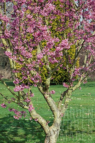 Prunus_Kanzan_Ornamental_Cherry