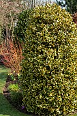 Euonymus fortunei Gold Prince