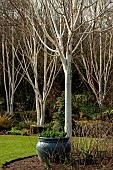 Betula B.u.var. jacquemontii Birch Tree