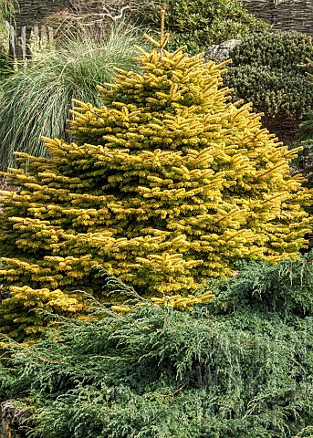 Abies_concolor_Winter_Gold