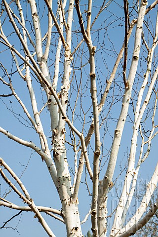 Betula_Buvar_jacquemontii_Birch_Tree