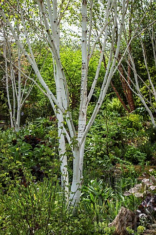 Betula_utilis_jacquemonttii_Birch_Tree