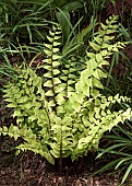 Cyrtomium falcatum; Holly Fern