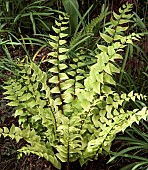 Cyrtomium falcatum; Holly Fern