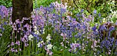 Hyacinthoides Bluebells