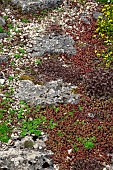 Sedum Stonecrop