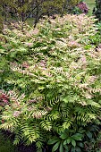 Sambucus racemosa Plumosa Elder