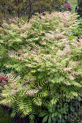 Sambucus_racemosa_Plumosa_Elder