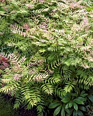 Sambucus racemosa Plumosa (Elder)