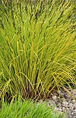 Carex Oshimensis Evergold (Sedge)