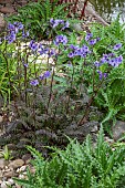 Polemonium caeruleum (Jacobs Ladder)