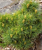 Pinus thunbergii