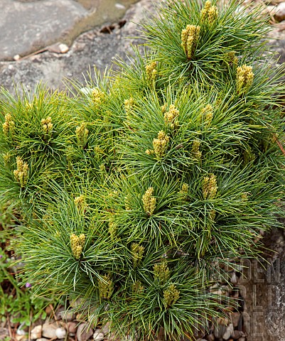 Pinus_thunbergii