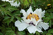 Paeonia suffruticosa subsp.Joseph Rocks - Peony