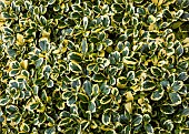 Ilex I.aquifolium Golden van Tol