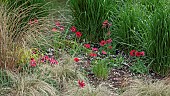 Anemone Pavonina  (Peacock Windflower)